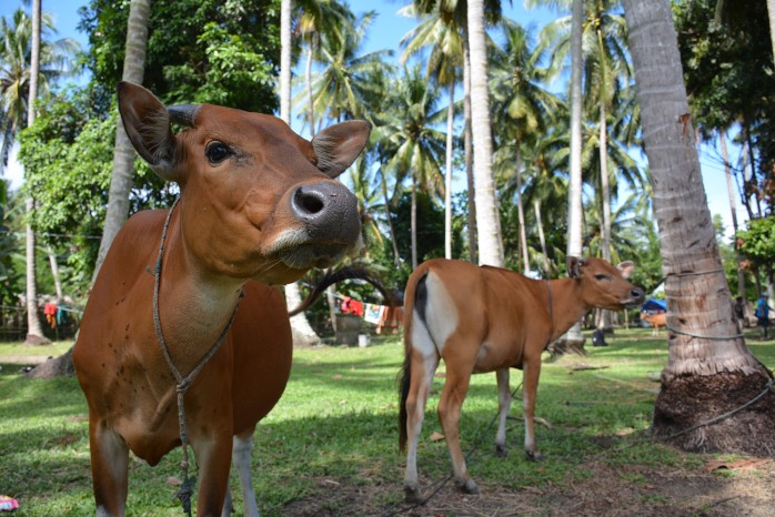 FAO moves to avert wider livestock crisis as new foot-and-mouth disease serotype threat reaches Asia